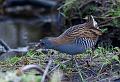 Vannrikse - Water rail (Rallus aquaticus)